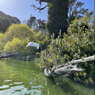 Flying High Over Stow Lake