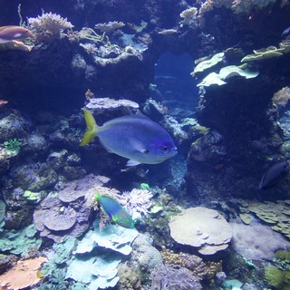 Blue Fish Swimming Through Vibrant Coral Reef Ecosystem
