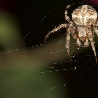 Garden Spider Takes a Break in Her Web