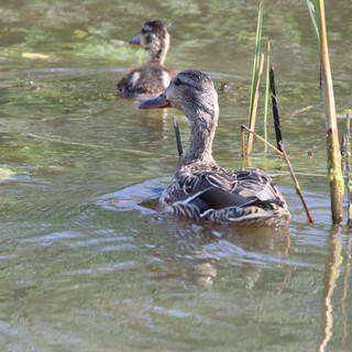 Female Mallard Duck with Ducklings in Shallow Wetland