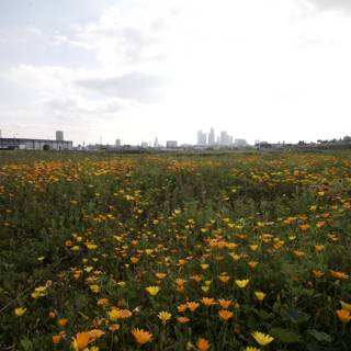 City Skyline and Wildflower Field