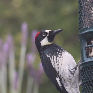 Acorn Woodpecker Visiting Garden Bird Feeder