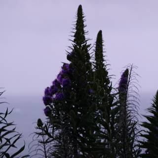 Purple Lupins by the Sea