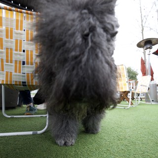 Fluffy Gray Dog Portrait on Artificial Turf