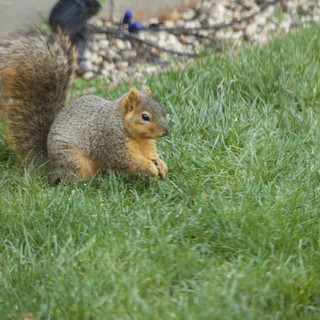 Fox Squirrel Foraging in Suburban Lawn
