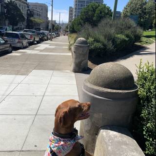 Colorful Doggo in the City