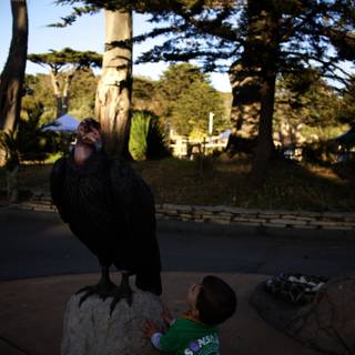 A Boy and the Condor: Unlikely Friendship