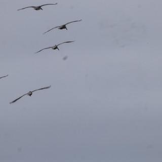 Pelicans Glide Through Overcast Skies in Formation
