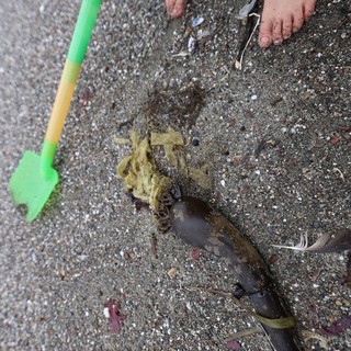 Child Explores Seaweed and Kelp on Sandy Beach