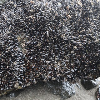 Dense Mussel Colony Blanketing Rocky Intertidal Zone