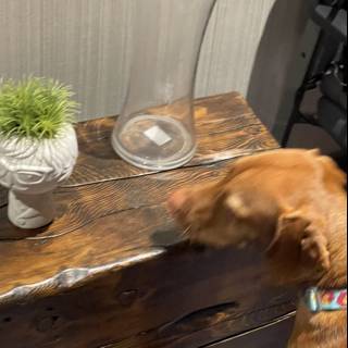 Curious Dog Sniffs a Vase on Table