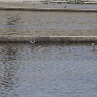 Serene Scene of Two Waterfowl