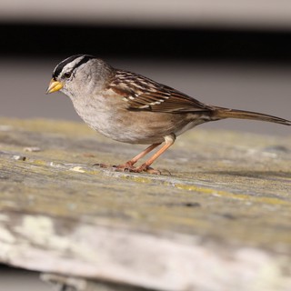 White-crowned Sparrow Perched on Weathered Wooden Deck