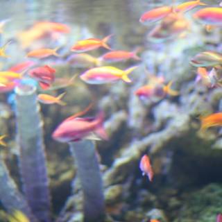 Colorful School of Fish in an Aquarium