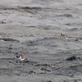 Killdeer Shorebird on Sandy Beach at Dusk