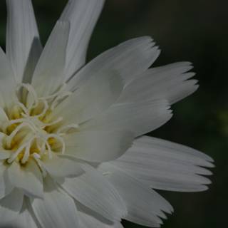 Delicate Daisy in Bloom