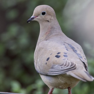Mourning Dove Portrait in Soft Natural Light
