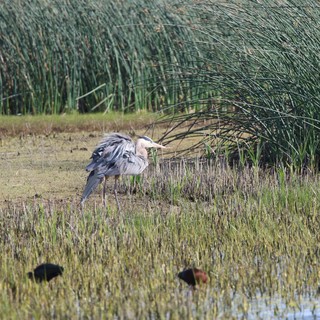 Great Blue Heron Foraging in Wetland Marsh