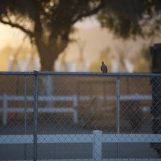 Fence Perch at Sunset