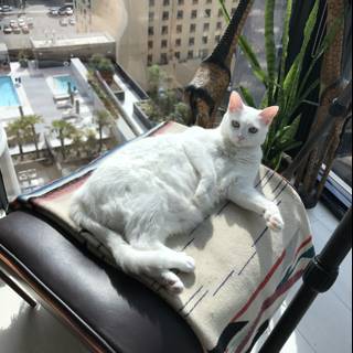White Cat Basking in the Sun