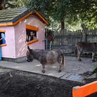 Donkeys at a Colorful Pink Cottage Enclosure