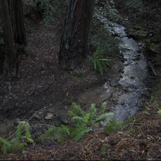 Serene Forest Stream