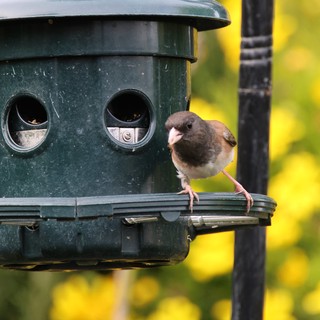 Two Dark-eyed Juncos at Green Bird Feeder