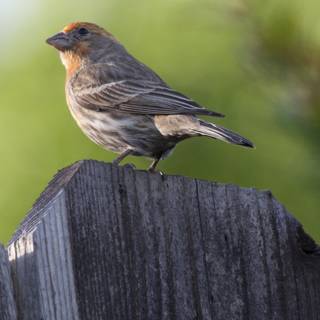 Sparrow on the Fence: A Moment in Spring