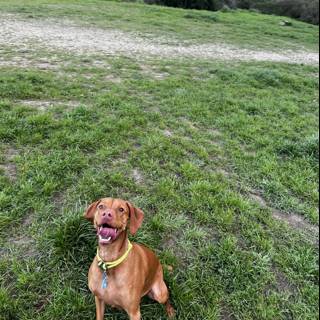 Content Vizsla in the Grassland