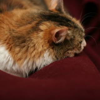Cozy Cat Nap