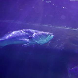 Purple Hued Aquatic Dance