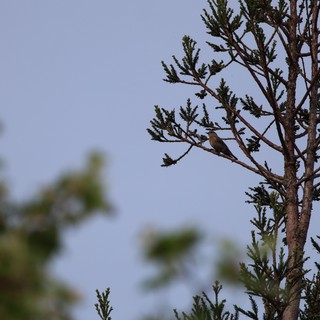 Solitary Bird Perched on Weathered Conifer Branch