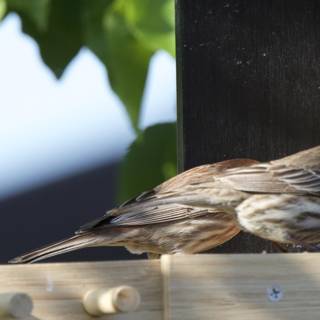 Sparrow Moments
