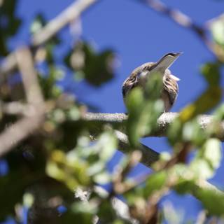 Wren in the Canopy