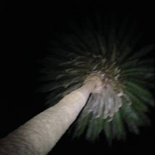 Illuminated Palm Tree