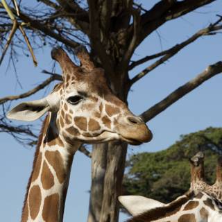 Majestic Naturescape at SF Zoo: A Giraffe Encounter