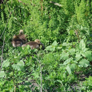 Goslings Foraging Among Green Vegetation in Wetlands