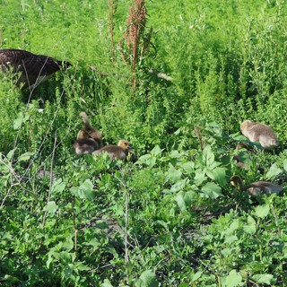 Canada Goose Family Foraging in Lush Spring Wetland