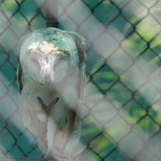 Serenity Behind Bars: The Slumbering Owl