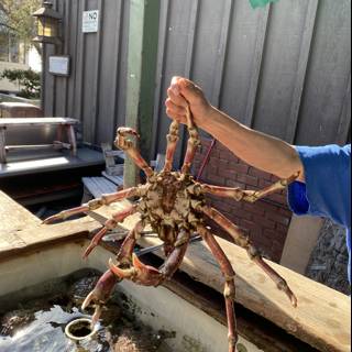 The King of Crabs