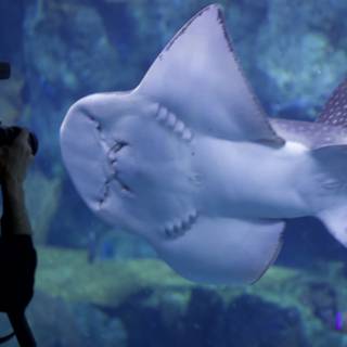 Shark Photography in the Aquarium