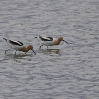 Tranquil Wading