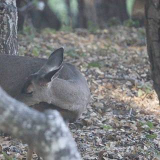 Tranquil Woodland Visitor