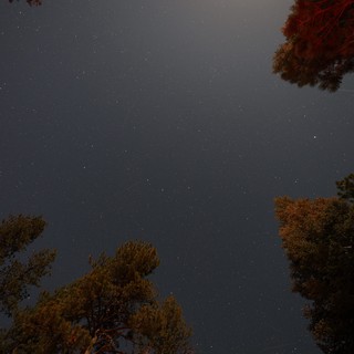 Starry Night Sky Through Pine Trees at Lassen