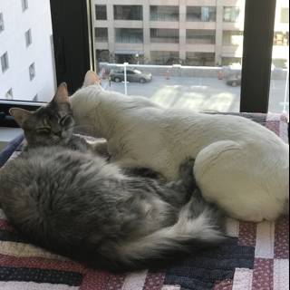 Feline Friends Relaxing on Linen Blanket