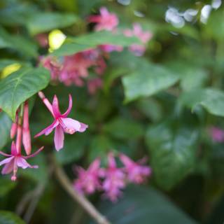 Fuchsia Wonders in the Botanical Garden