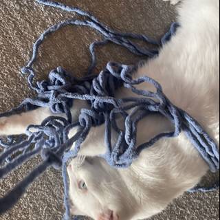 Playful Feline with a Blue Yarn Ball