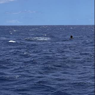 Majestic Whale in the Pacific Ocean