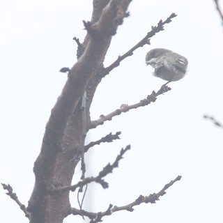 Small Bird Perched on Winter Branch