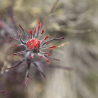 A Vibrant Geranium in the Desert
